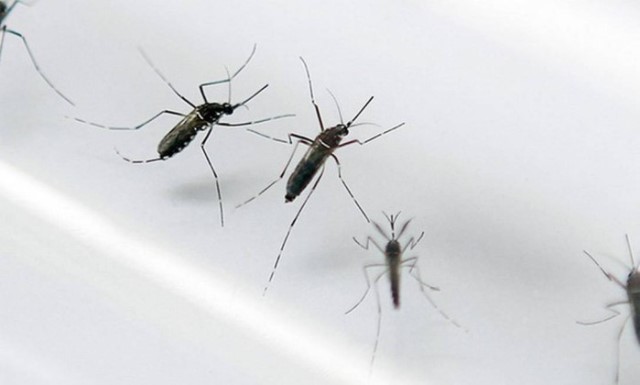 aedes-aegypti.jpg--00.jpg