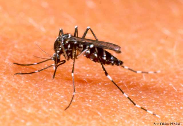 aedes-aegypti.jpg-00.jpg