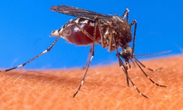 aedes.jpg-00.jpg