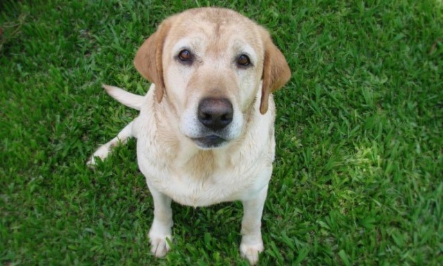 brenda-my-dog-1360292-1600x1200.jpg-00.jpg