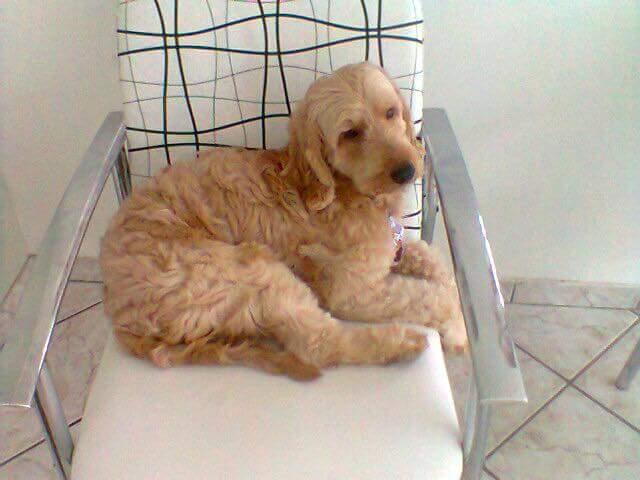 cacchorro-desaparecido.jpg-00.jpg