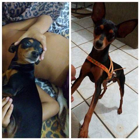 cachorro-bob-01010202.jpg