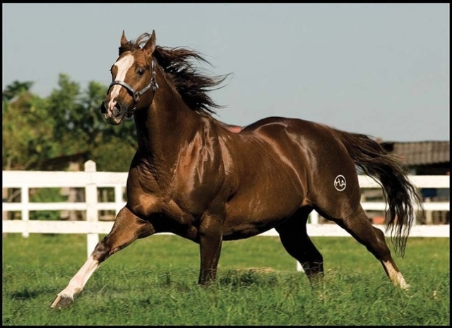 cavalo-00.jpg cavalo-00.jpg