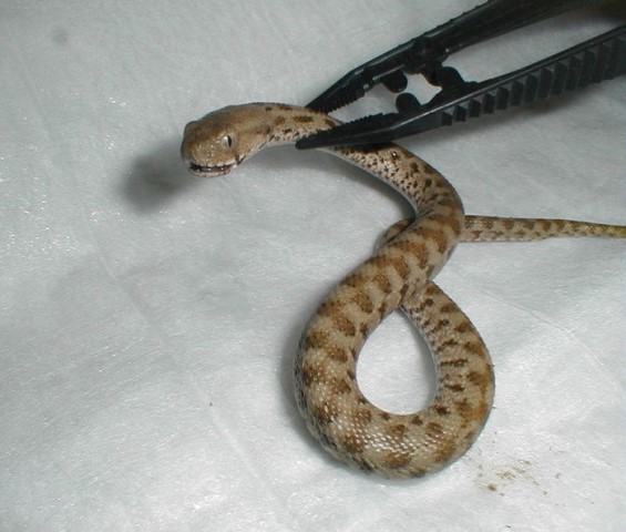 cobra-00.jpg