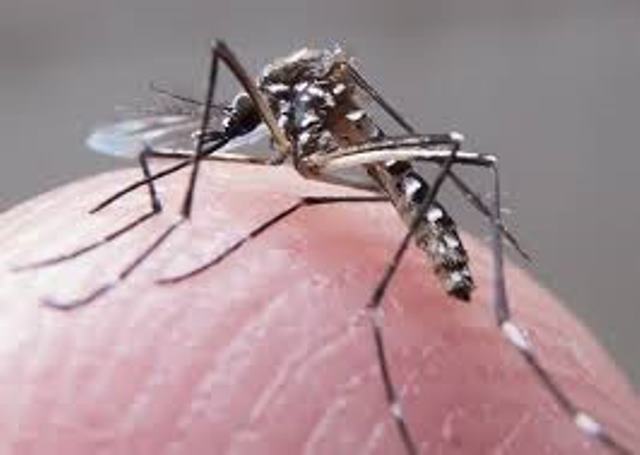 dengue-00.jpg