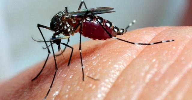 destaque-353831-aedes-00.jpg