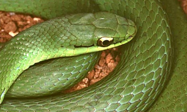 foto-cobra.jpg-00.jpg