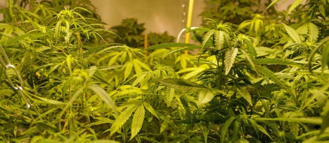 maconha-00.jpg