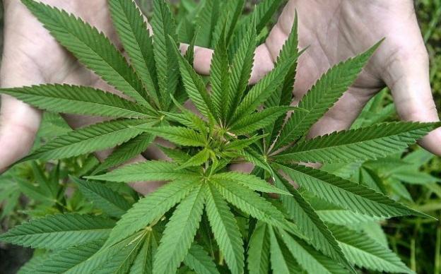 maconha.jpg