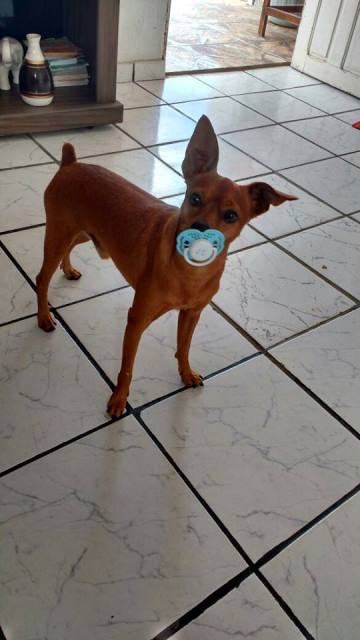 procura-se-ocachorrinho-binho.jpg