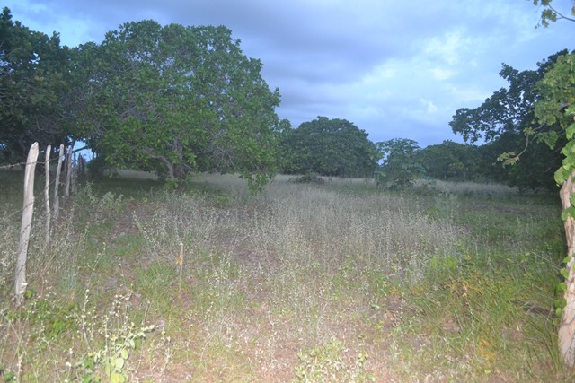 sitio-matao.jpg