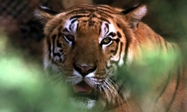 tigre-00.jpg